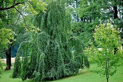 Fagus sylvatica 'Pendula' - buk lesní - letní habitus (24)